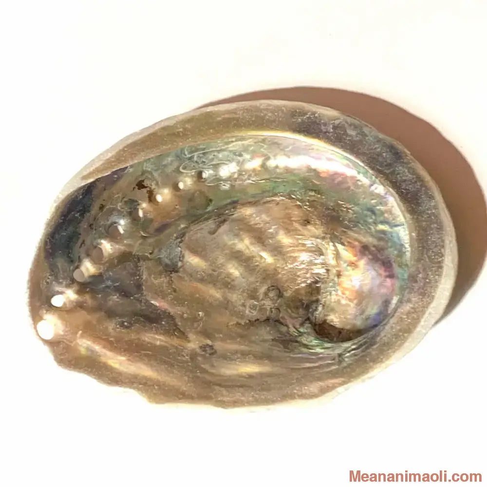 Coquille d’ormeau naturelle, utilisée comme support pour la fumigation de la sauge et du Palo Santo, idéale pour la purification énergétique et la lithothérapie